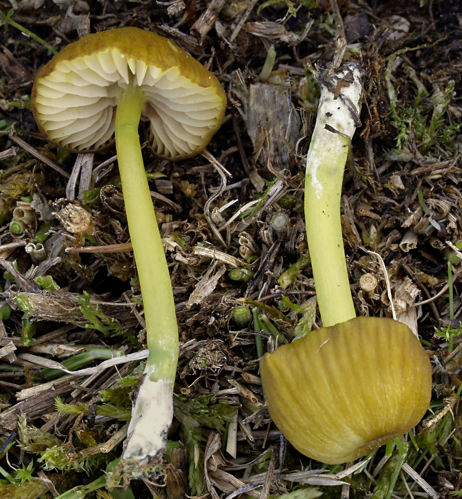 2007-09-29 Entoloma incanum.jpg &copy; Andreas Kunze