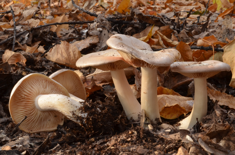 Entoloma sinuatum 54291818.jpg &copy; Eugene Popov