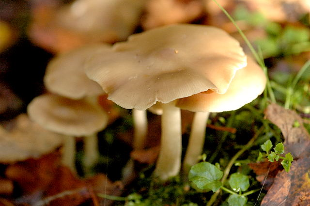Entoloma rhodopolium - Lindsey.jpg &copy; James Lindsey