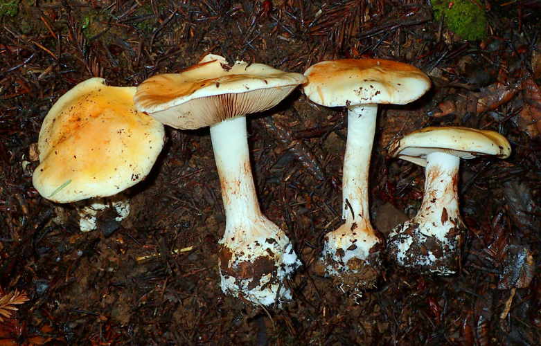 Cortinarius aureofulvus M.M. Moser 689504.jpg &copy; This image was created by user Ron Pastorino (Ronpast) at Mushroom Observer, a source for mycological images.You can contact this user here.