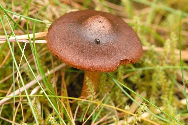 Cortinarius.bataillei.-.lindsey.jpg &copy; James K. Lindsey