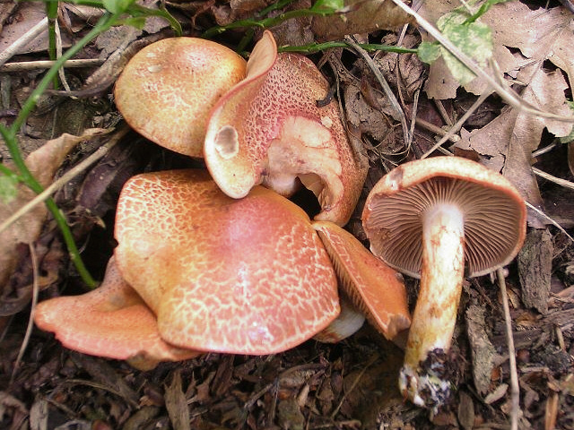 Cortinarius bolaris crop.jpg &copy; Dragonòt *derivative work: Andreas Kunze