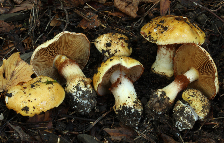Cortinarius caesiocortinatus.jpg &copy; Balint Dima/Norsk institutt for naturforskning