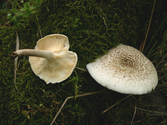 Lentinus tigrinus.JPG &copy; Archenzo