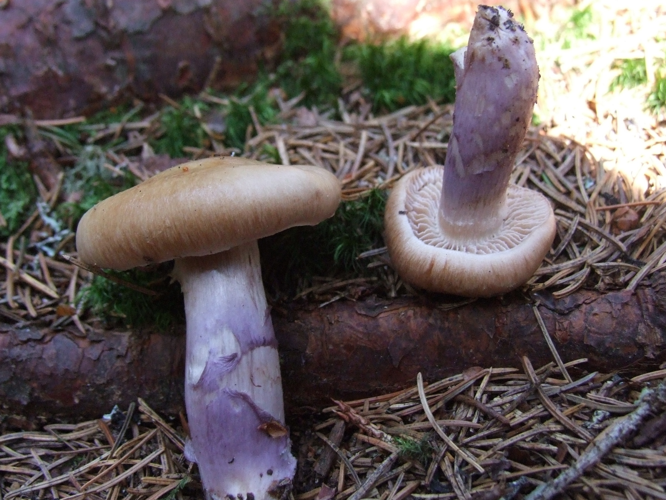 Cortinarius cinnomoviolaceus T66.jpg &copy; Jerzy Opioła