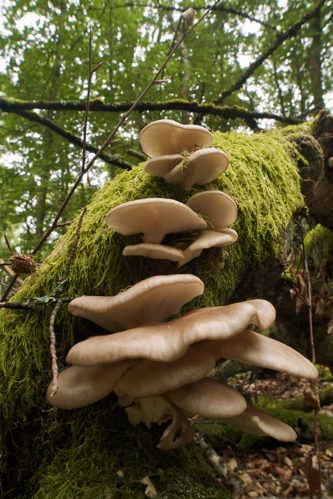 Pleurotus pulmonarius LC0228.jpg &copy; Jörg Hempel