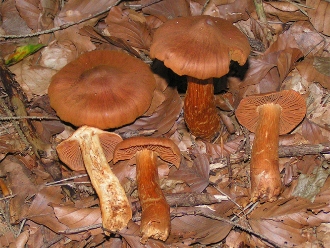 Cortinarius rubellus 01.jpg &copy; Eric Steinert
