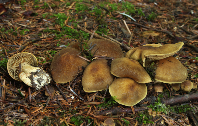 Cortinarius melanotus braunnetziger raukopf.jpg &copy; Holger Krisp