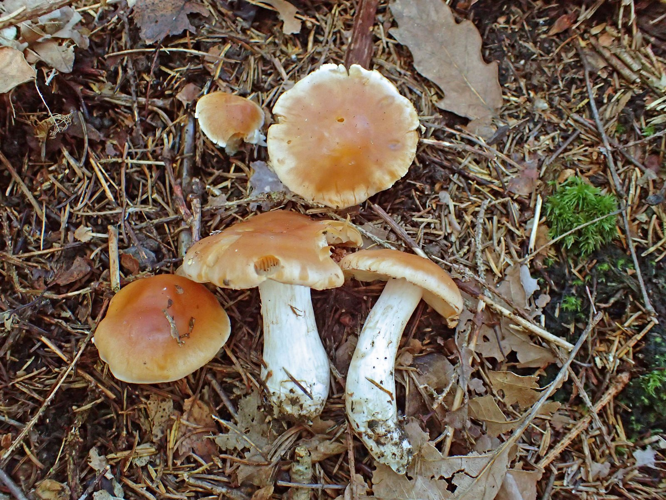 Thaxterogaster microspermus GBIF observation 2382241165.jpg &copy; Inger-Lise Fonneland, Dag Pettersen