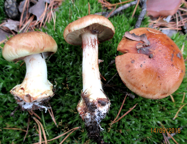2016-09-14 Cortinarius multiformis (Fr.) Fr 691551.jpg &copy; This image was created by user Igor (Igor_Yevdokimov) at Mushroom Observer, a source for mycological images.You can contact this user here.