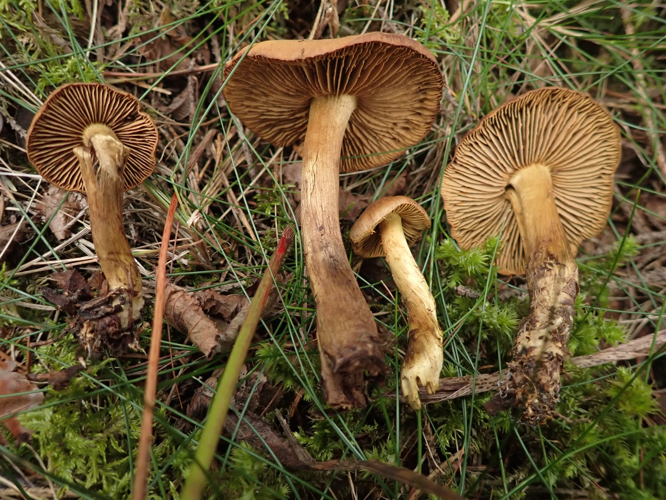 Cortinarius olivaceofuscus Kühner 4501118352.jpg &copy; The Norwegian Biodiversity Information Centre (NBIC) (Rune Solvang, Tor Erik Brandrud)