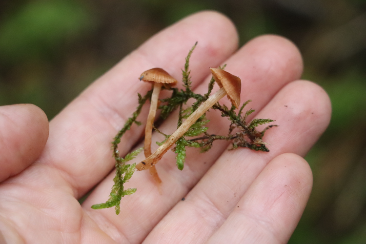 Cortinarius parvannulatus Kühner 2856785374.jpg &copy; iNaturalist.org (Nina Filippova) (Nina Filippova)