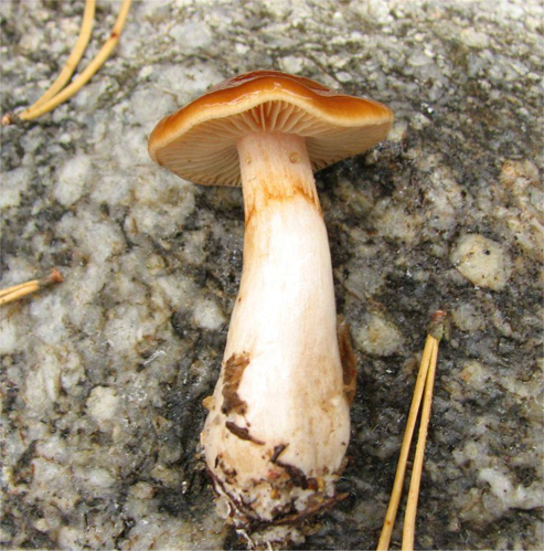 Cortinarius pluvius 263719.jpg &copy; Irene Andersson (irenea)