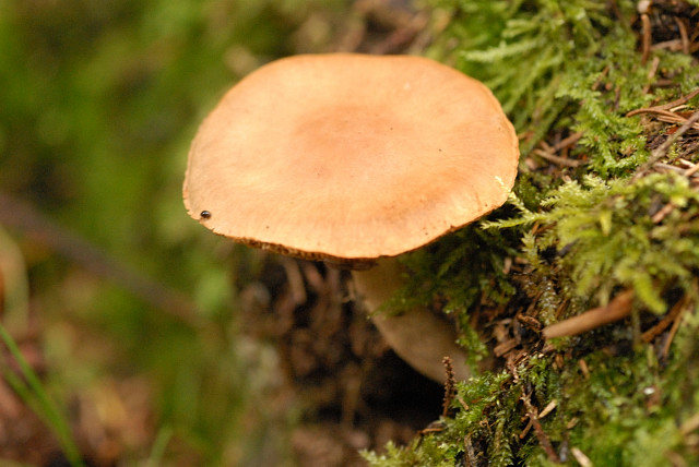 Cortinarius.renidens.-.lindsey.jpg &copy; James Lindsey