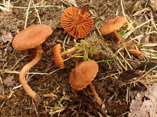 Cortinarius saniosus (Fr.) Fr. 3461431379 2.jpg &copy; GBIF.no (Katriina Bendiksen)