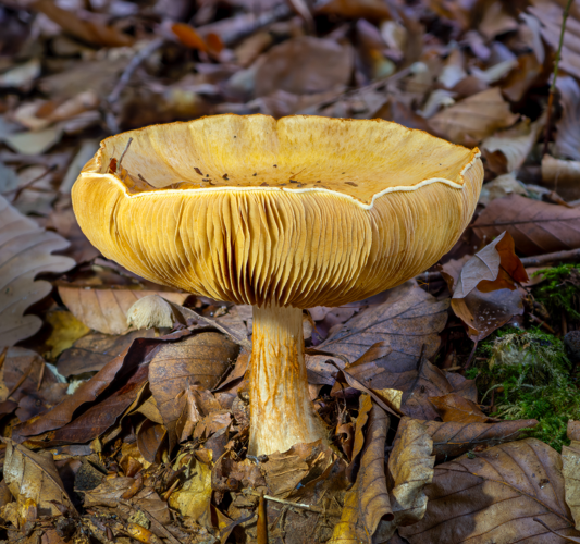 Schöngelber Klumpfuß (Calonarius splendens, Syn.- Cortinarius splendens) Bruderwald-20251017-RM-170249.jpg &copy; Reinhold Möller Ermell
