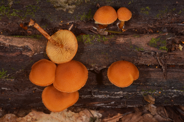 Flammulaster limulatus, Loknyanskiy rayon, Pskov, Russia imported from iNaturalist photo 151965095.jpg &copy; (c) Eugene Popov, some rights reserved (CC BY)