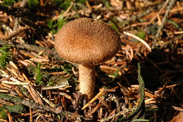 Inocybe.flocculosa.-.lindsey.jpg &copy; James Lindsey