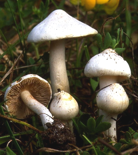 Ino.geo.jpg &copy; Luridiformis at en.wikipedia