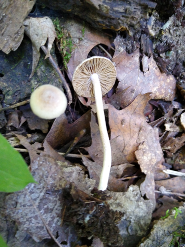 Inocybe phaeodisca Kühner 3455324641.jpg &copy; iNaturalist.org (Garrett Taylor) (Garrett Taylor)