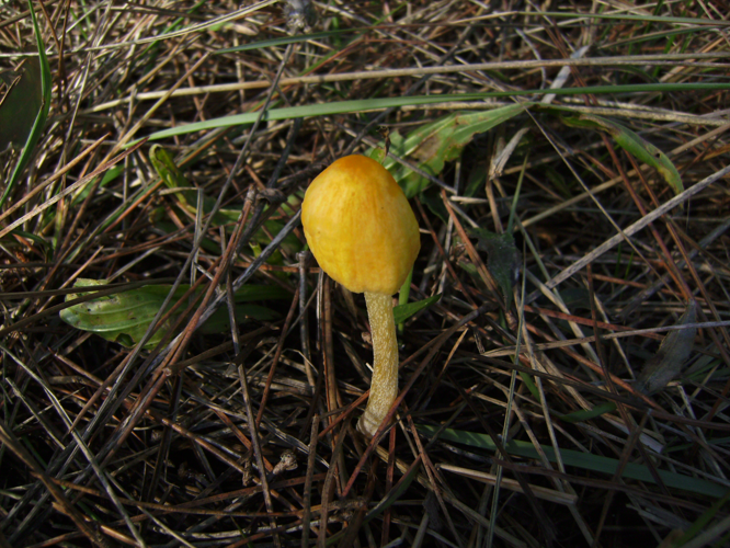 Bolbitius titubans.JPG &copy; Victor M. Vicente Selvas