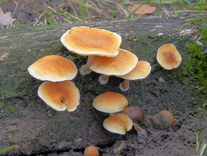 Gymnopilus penetrans (Dennenvlamhoed).jpg &copy; Rasbak
