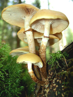 Stockschwaemmchen.jpg &copy; Commons
