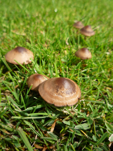 Panaeolus ater.jpg &copy; Beck