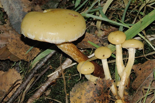 Pholiota.alnicola.-.lindsey.jpg &copy; James Lindsey