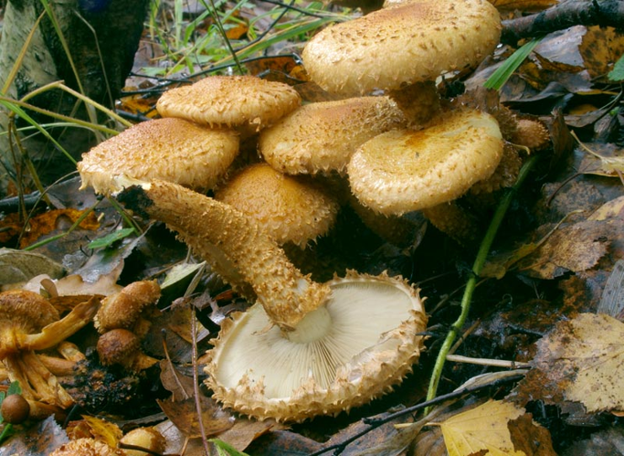 Pholiota squarrosa2.jpg &copy; Игорь Лебединский