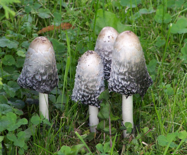 Coprinus comatus.jpg &copy; A. Uciechowska