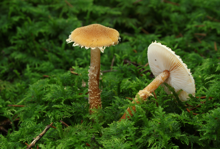 Amiant-Körnchenschirmling Cystoderma amianthinum.jpg &copy; Holger Krisp