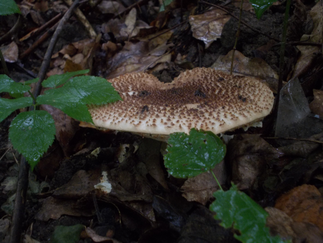 Lepiota aspera 2011-09-03.jpg &copy; Convallaria majalis