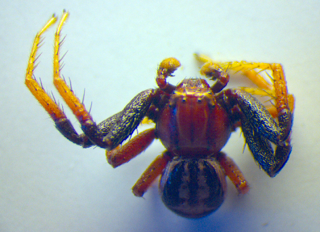 Xysticus erraticus.jpg &copy; Zoologische Staatssammlung Muenchen
