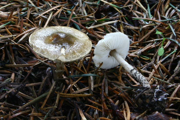Lepiota felina 20121021w.JPG &copy; Strobilomyces