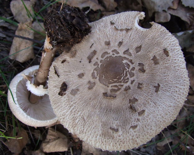 Macrolepiota konradii P20.1.jpg &copy; Jerzy Opioła