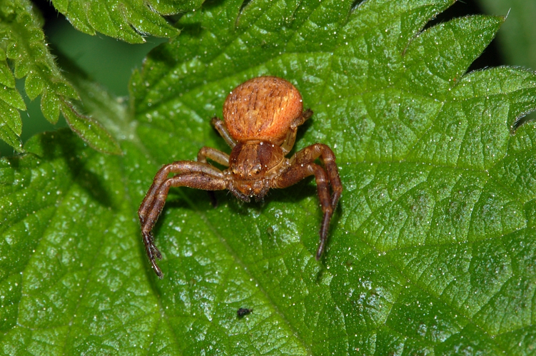 Xysticus lanio fg01.JPG &copy; Fritz Geller-Grimm