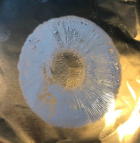 Spore print Amanita Pantherina.jpg &copy; Patrick Reijnders