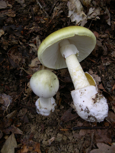 Amanita phalloides 1.JPG &copy; Archenzo