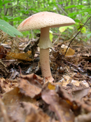 Amanita rubescens.JPG &copy; No machine-readable author provided. Archenzo assumed (based on copyright claims).