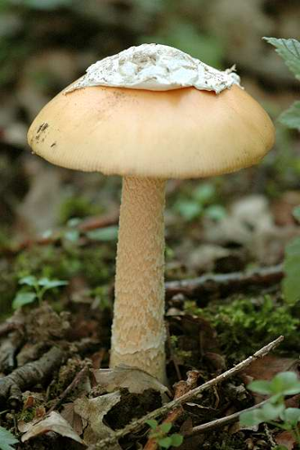 Amanita crocea - Lindsey.jpg &copy; James Lindsey