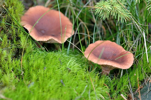 Lactarius camphoratus - Lindsey.jpg &copy; James Lindsey