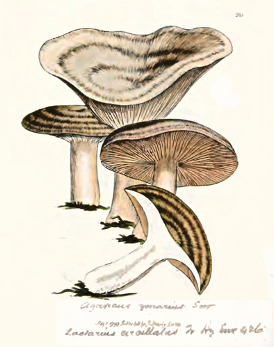 Lactarius circellatus.png &copy; James Sowerby