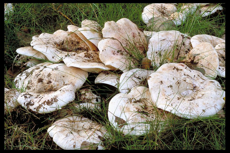 Lactarius controversus.jpg &copy; Carel Breukink
