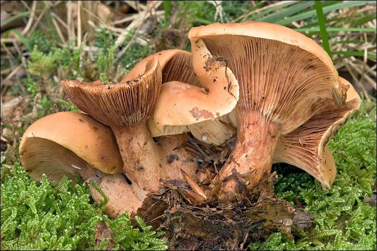 2010-09-19 Lactarius fulvissimus Romagn 107090.jpg &copy; This image was created by user amadej trnkoczy (amadej) at Mushroom Observer, a source for mycological images.You can contact this user here.