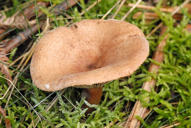 Lactarius helvus - Lindsey.jpg &copy; James Lindsey