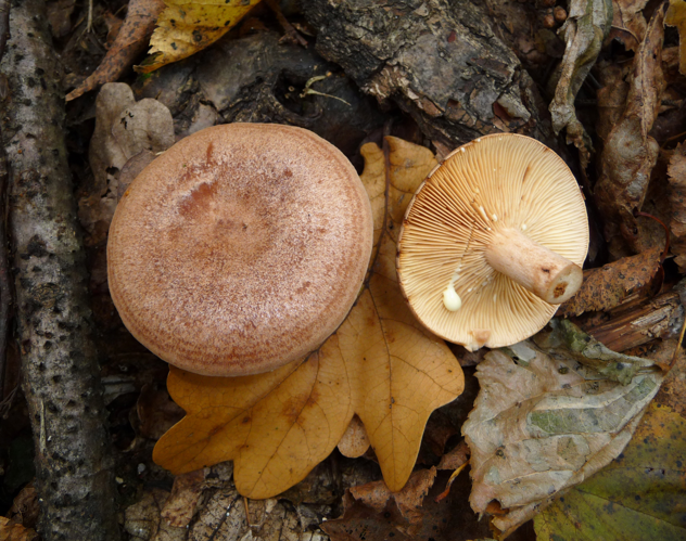 Lactarius quietus 2010 G1.jpg &copy; George Chernilevsky