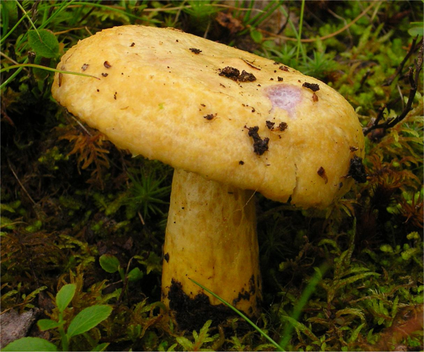 Lactarius repraesentaneus 73826.jpg &copy; This image was created by user Irene Andersson (irenea) at Mushroom Observer, a source for mycological images.You can contact this user here.