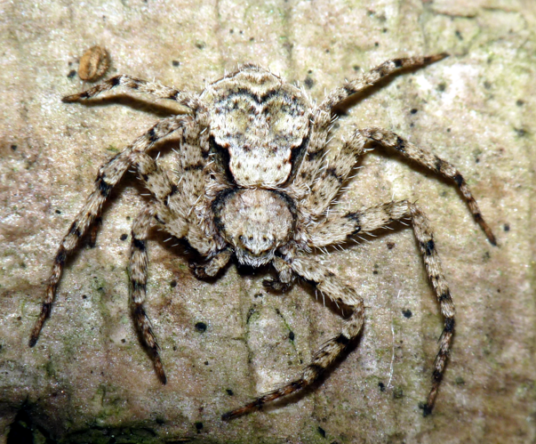 Philodromus margaritatus.jpg &copy; Lucarelli