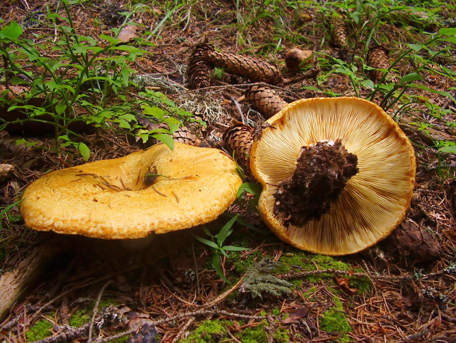 Lactarius scrobiculatus.JPG &copy; Pavel N.